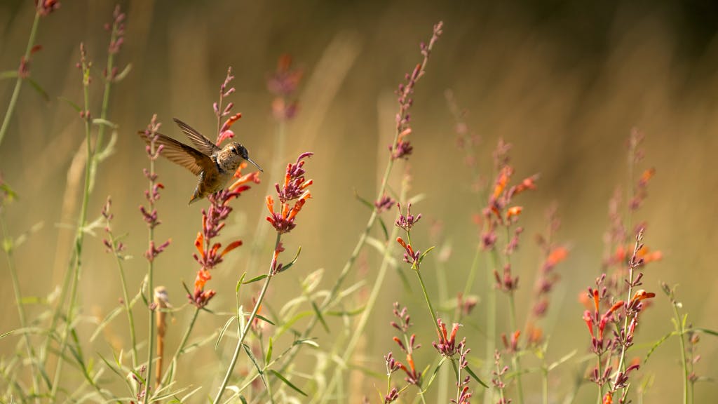 Hummingbird in Meadow