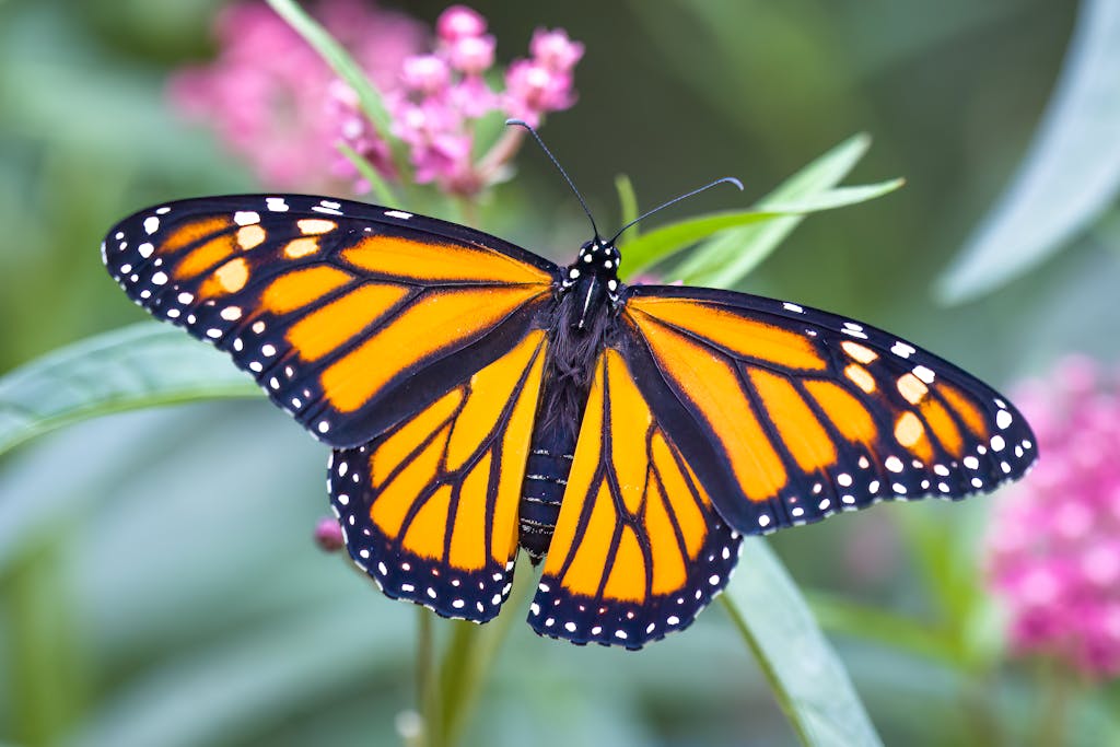 Monarch butterfly resting on milkweed.