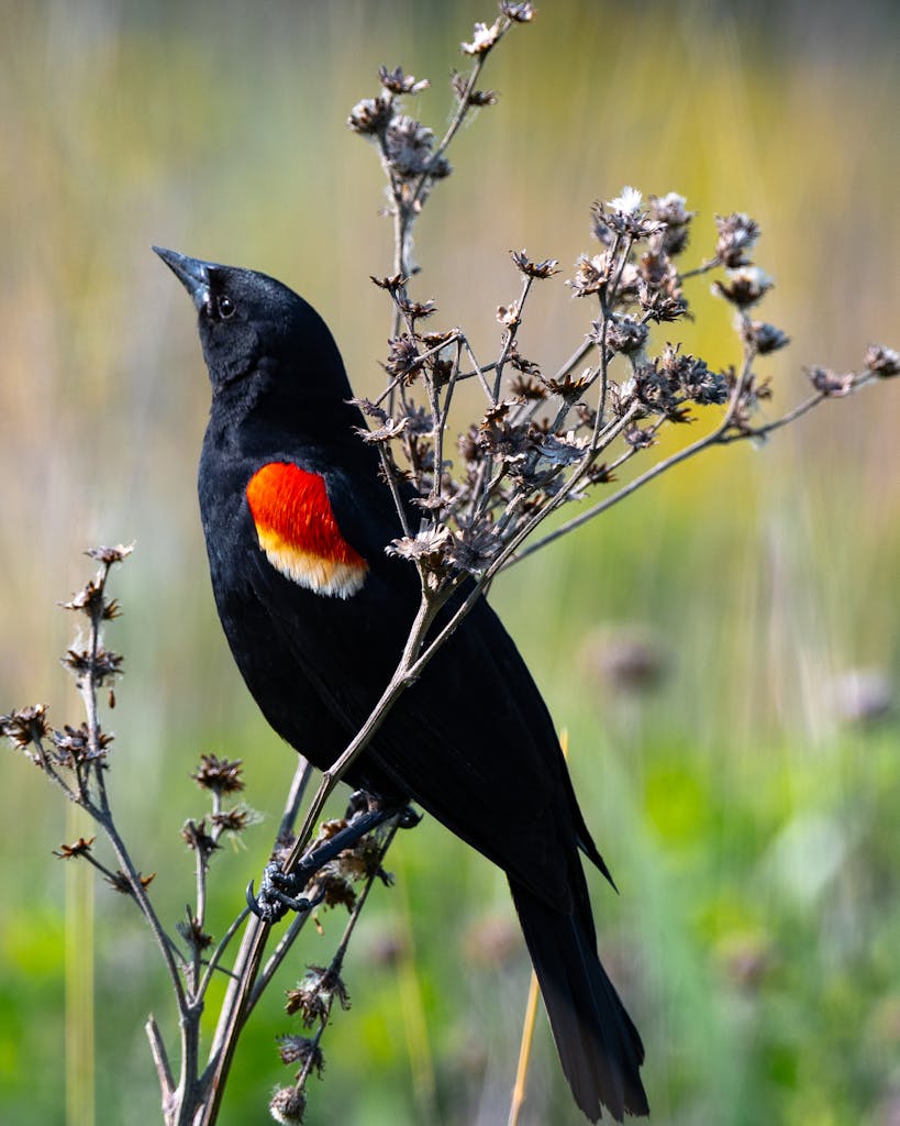 Red-winged Blackbird in Nature